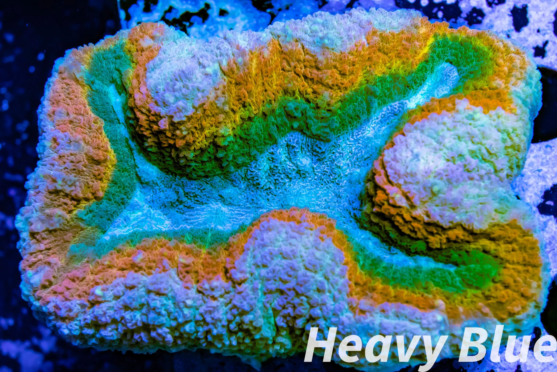 Coral- LPS- Ultra Rainbow  Lobophyllia- Lobo WYSIWYG 10cm Coral- LPS- Ultra Rainbow  Lobophyllia- Lobo WYSIWYG 10cm LPS Coral- LPS- Ultra Rainbow  Lobophyllia- Lobo WYSIWYG 10cm Zeo Box Reef