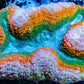 Coral- LPS- Ultra Rainbow  Lobophyllia- Lobo WYSIWYG 10cm Coral- LPS- Ultra Rainbow  Lobophyllia- Lobo WYSIWYG 10cm LPS Coral- LPS- Ultra Rainbow  Lobophyllia- Lobo WYSIWYG 10cm Zeo Box Reef