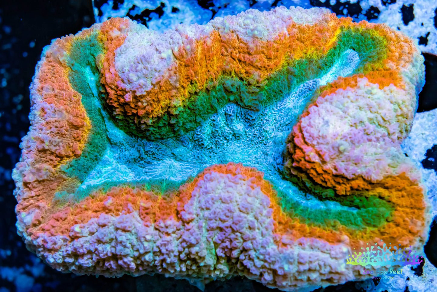 Coral- LPS- Ultra Rainbow  Lobophyllia- Lobo WYSIWYG 10cm Coral- LPS- Ultra Rainbow  Lobophyllia- Lobo WYSIWYG 10cm LPS Coral- LPS- Ultra Rainbow  Lobophyllia- Lobo WYSIWYG 10cm Zeo Box Reef