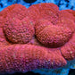 Coral- LPS- Ultra Red Lobophyllia- Lobo WYSIWYG 5cm Coral- LPS- Ultra Red Lobophyllia- Lobo WYSIWYG 5cm LPS Coral- LPS- Ultra Red Lobophyllia- Lobo WYSIWYG 5cm Zeo Box Reef