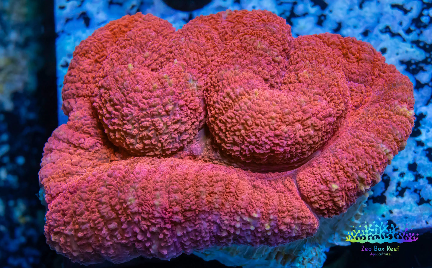 Coral- LPS- Ultra Red Lobophyllia- Lobo WYSIWYG 5cm Coral- LPS- Ultra Red Lobophyllia- Lobo WYSIWYG 5cm LPS Coral- LPS- Ultra Red Lobophyllia- Lobo WYSIWYG 5cm Zeo Box Reef