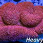 Coral- LPS- Ultra Red Lobophyllia- Lobo WYSIWYG 5cm Coral- LPS- Ultra Red Lobophyllia- Lobo WYSIWYG 5cm LPS Coral- LPS- Ultra Red Lobophyllia- Lobo WYSIWYG 5cm Zeo Box Reef