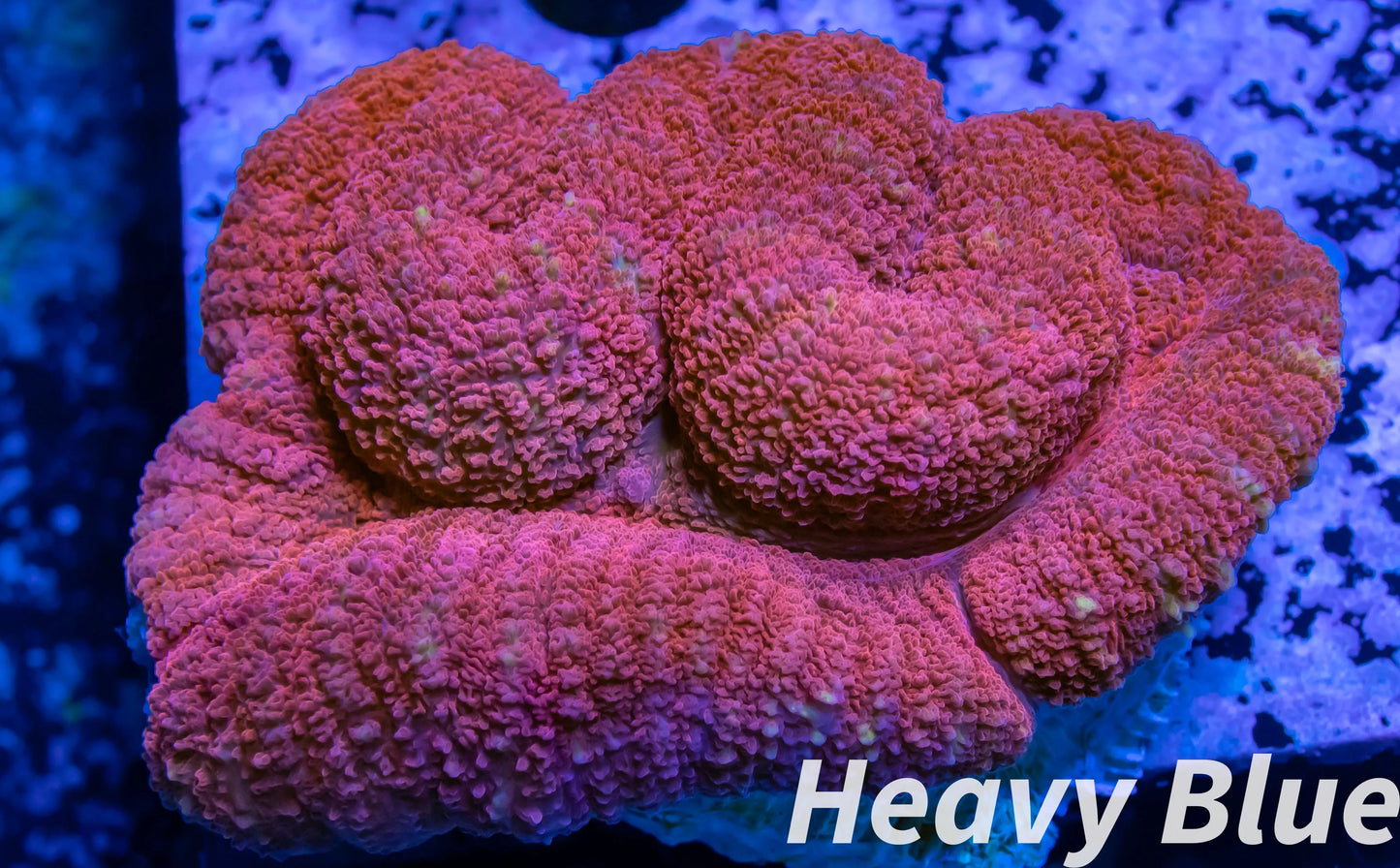 Coral- LPS- Ultra Red Lobophyllia- Lobo WYSIWYG 5cm Coral- LPS- Ultra Red Lobophyllia- Lobo WYSIWYG 5cm LPS Coral- LPS- Ultra Red Lobophyllia- Lobo WYSIWYG 5cm Zeo Box Reef