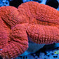 Coral- LPS- Ultra Red Lobophyllia- Lobo WYSIWYG 6cm Coral- LPS- Ultra Red Lobophyllia- Lobo WYSIWYG 6cm LPS Coral- LPS- Ultra Red Lobophyllia- Lobo WYSIWYG 6cm Zeo Box Reef