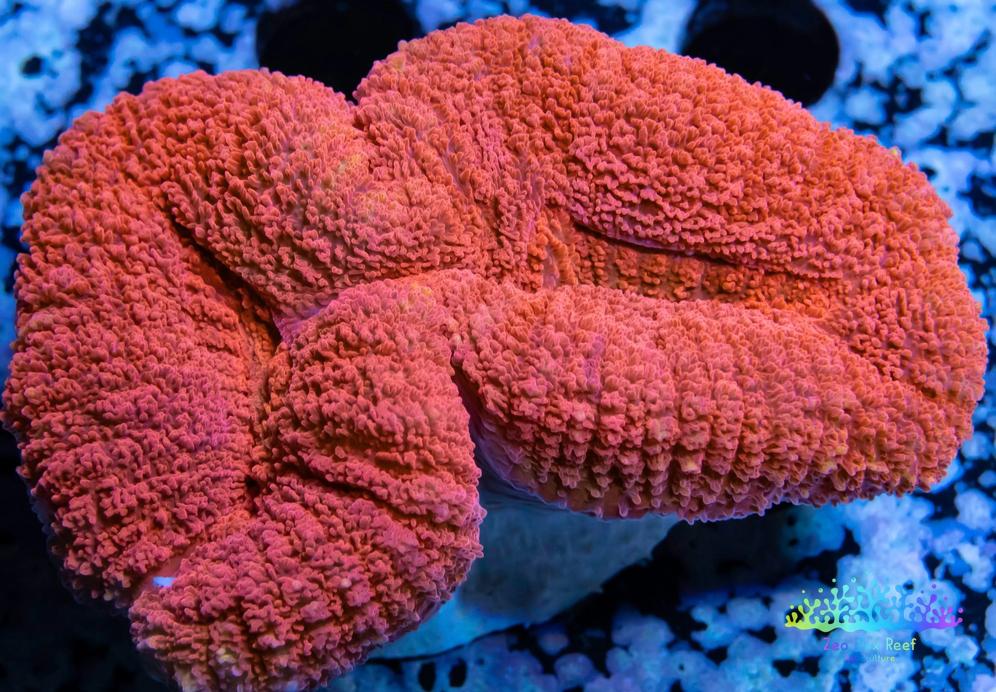 Coral- LPS- Ultra Red Lobophyllia- Lobo WYSIWYG 6cm Coral- LPS- Ultra Red Lobophyllia- Lobo WYSIWYG 6cm LPS Coral- LPS- Ultra Red Lobophyllia- Lobo WYSIWYG 6cm Zeo Box Reef