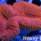 Coral- LPS- Ultra Red Lobophyllia- Lobo WYSIWYG 6cm Coral- LPS- Ultra Red Lobophyllia- Lobo WYSIWYG 6cm LPS Coral- LPS- Ultra Red Lobophyllia- Lobo WYSIWYG 6cm Zeo Box Reef