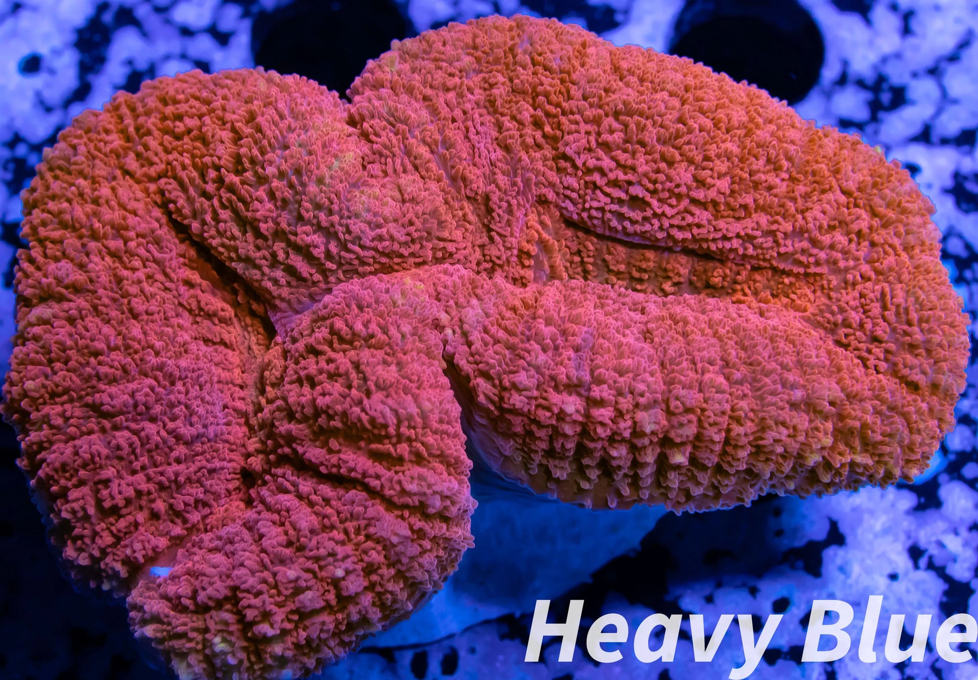 Coral- LPS- Ultra Red Lobophyllia- Lobo WYSIWYG 6cm Coral- LPS- Ultra Red Lobophyllia- Lobo WYSIWYG 6cm LPS Coral- LPS- Ultra Red Lobophyllia- Lobo WYSIWYG 6cm Zeo Box Reef