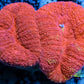 Coral- LPS- Ultra Red Lobophyllia- Lobo WYSIWYG 6cm Coral- LPS- Ultra Red Lobophyllia- Lobo WYSIWYG 6cm LPS Coral- LPS- Ultra Red Lobophyllia- Lobo WYSIWYG 6cm Zeo Box Reef