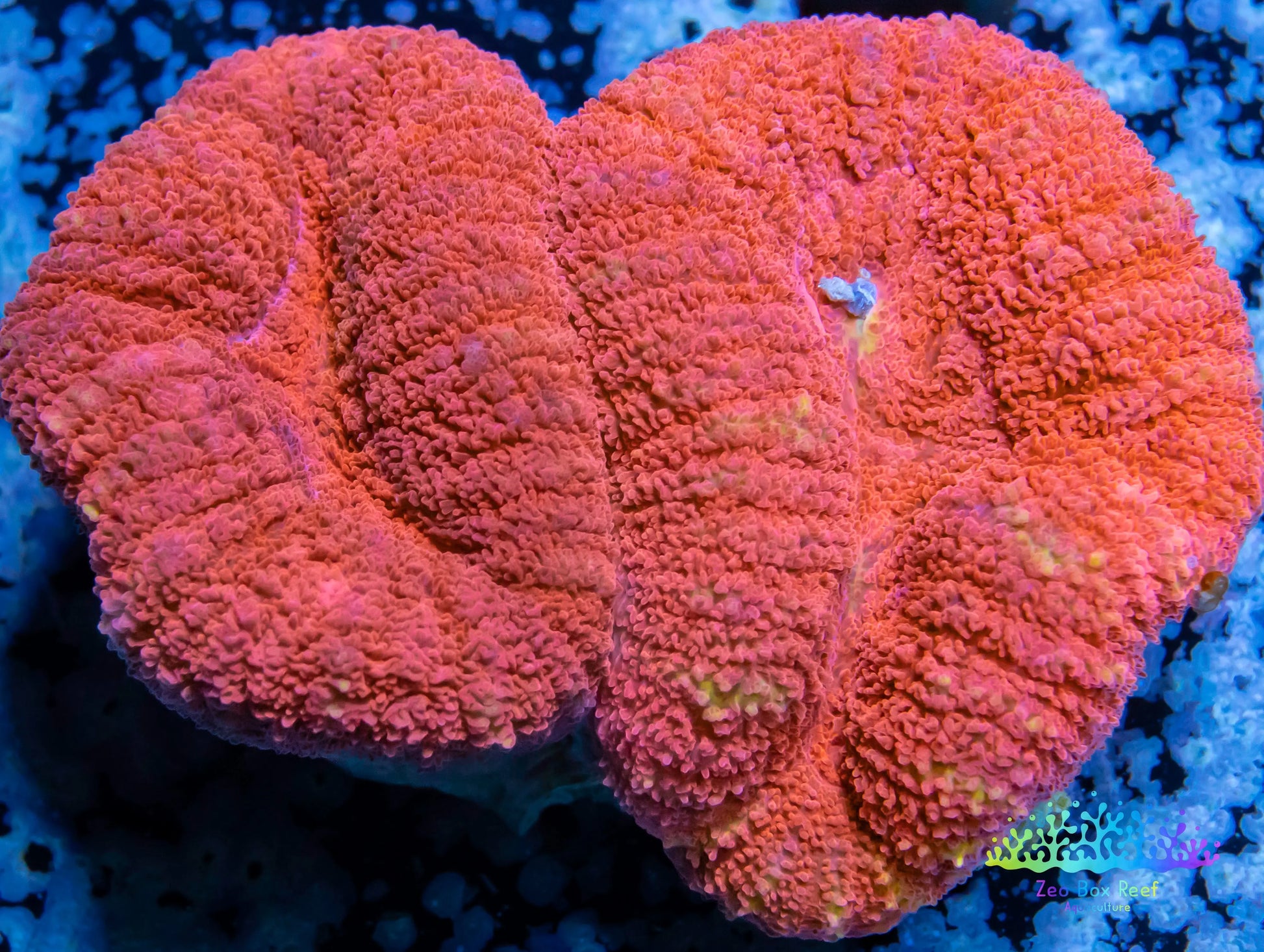 Coral- LPS- Ultra Red Lobophyllia- Lobo WYSIWYG 6cm Coral- LPS- Ultra Red Lobophyllia- Lobo WYSIWYG 6cm LPS Coral- LPS- Ultra Red Lobophyllia- Lobo WYSIWYG 6cm Zeo Box Reef