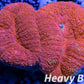 Coral- LPS- Ultra Red Lobophyllia- Lobo WYSIWYG 6cm Coral- LPS- Ultra Red Lobophyllia- Lobo WYSIWYG 6cm LPS Coral- LPS- Ultra Red Lobophyllia- Lobo WYSIWYG 6cm Zeo Box Reef