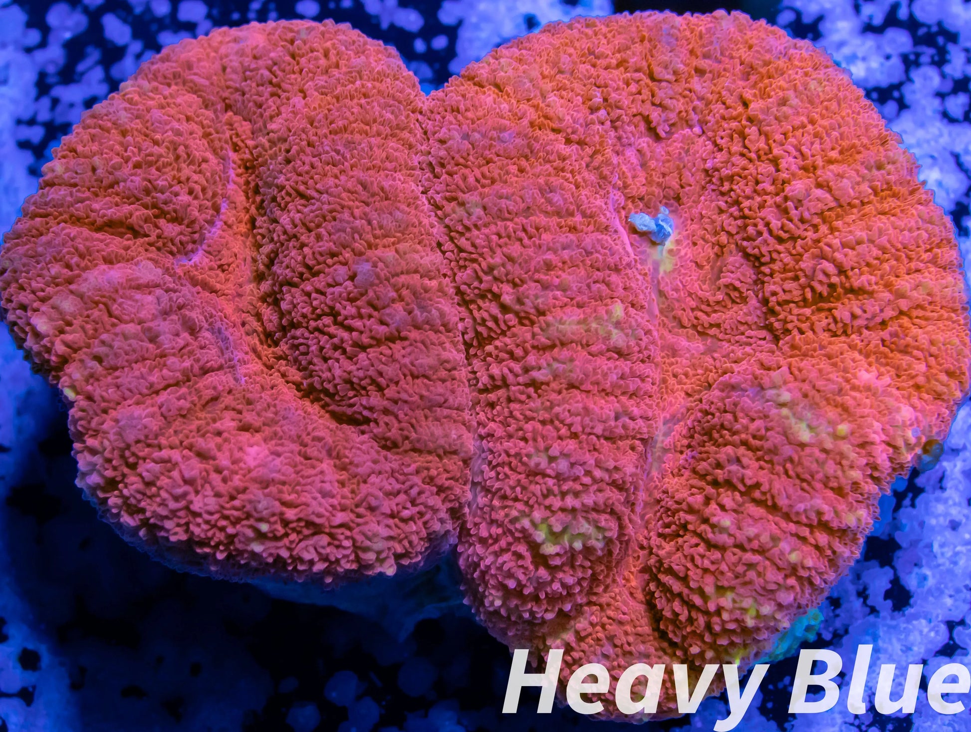 Coral- LPS- Ultra Red Lobophyllia- Lobo WYSIWYG 6cm Coral- LPS- Ultra Red Lobophyllia- Lobo WYSIWYG 6cm LPS Coral- LPS- Ultra Red Lobophyllia- Lobo WYSIWYG 6cm Zeo Box Reef