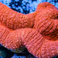 Coral- LPS- Ultra Red Lobophyllia- Lobo WYSIWYG 6cm Coral- LPS- Ultra Red Lobophyllia- Lobo WYSIWYG 6cm LPS Coral- LPS- Ultra Red Lobophyllia- Lobo WYSIWYG 6cm Zeo Box Reef