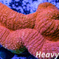 Coral- LPS- Ultra Red Lobophyllia- Lobo WYSIWYG 6cm Coral- LPS- Ultra Red Lobophyllia- Lobo WYSIWYG 6cm LPS Coral- LPS- Ultra Red Lobophyllia- Lobo WYSIWYG 6cm Zeo Box Reef