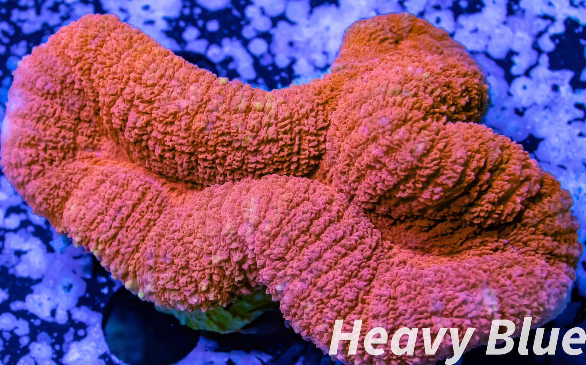 Coral- LPS- Ultra Red Lobophyllia- Lobo WYSIWYG 6cm Coral- LPS- Ultra Red Lobophyllia- Lobo WYSIWYG 6cm LPS Coral- LPS- Ultra Red Lobophyllia- Lobo WYSIWYG 6cm Zeo Box Reef