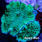 Corellamorph -  Mushroom Coral WYSIWYG Corellamorph -  Mushroom Coral WYSIWYG Animals & Pet Supplies Corellamorph -  Mushroom Coral WYSIWYG Zeo Box Reef