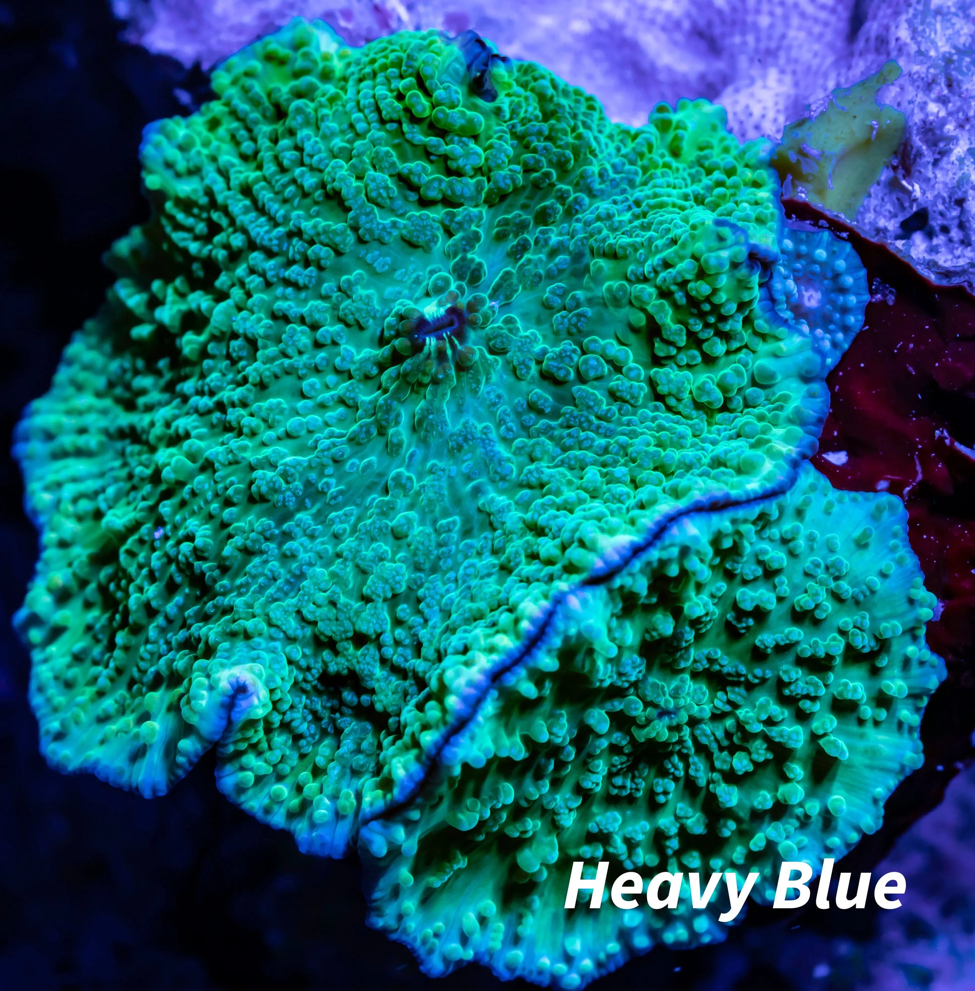 Corellamorph -  Mushroom Coral WYSIWYG Corellamorph -  Mushroom Coral WYSIWYG Animals & Pet Supplies Corellamorph -  Mushroom Coral WYSIWYG Zeo Box Reef
