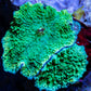 Corellamorph -  Mushroom Coral WYSIWYG Corellamorph -  Mushroom Coral WYSIWYG Animals & Pet Supplies Corellamorph -  Mushroom Coral WYSIWYG Zeo Box Reef