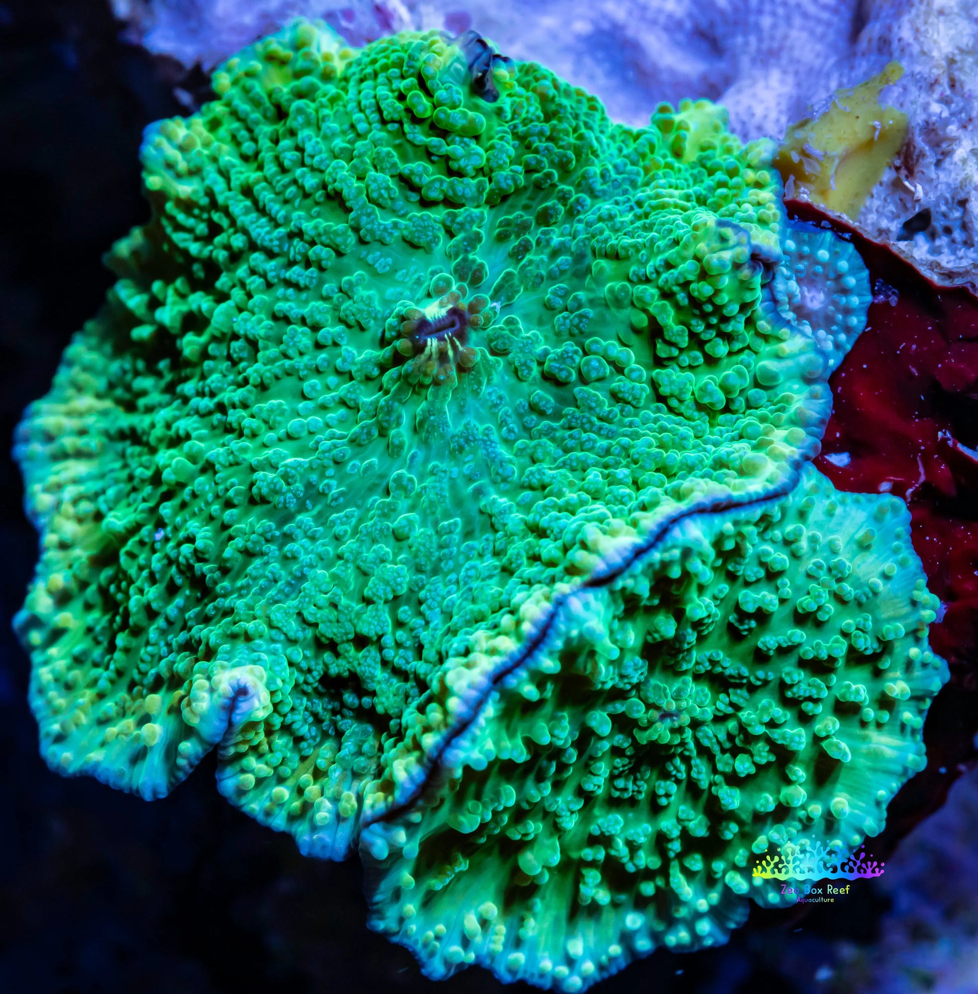 Corellamorph -  Mushroom Coral WYSIWYG Corellamorph -  Mushroom Coral WYSIWYG Animals & Pet Supplies Corellamorph -  Mushroom Coral WYSIWYG Zeo Box Reef