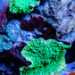 Corellamorph -  Mushroom Coral WYSIWYG Corellamorph -  Mushroom Coral WYSIWYG Animals & Pet Supplies Corellamorph -  Mushroom Coral WYSIWYG Zeo Box Reef