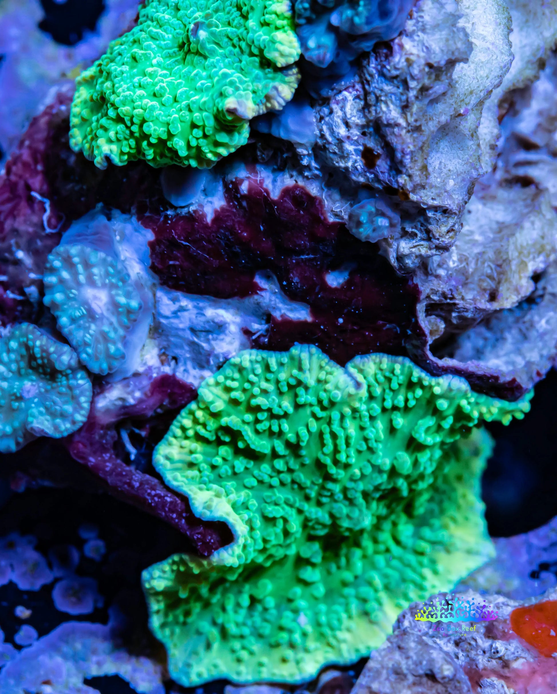 Corellamorph -  Mushroom Coral WYSIWYG Corellamorph -  Mushroom Coral WYSIWYG Animals & Pet Supplies Corellamorph -  Mushroom Coral WYSIWYG Zeo Box Reef