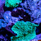 Corellamorph -  Mushroom Coral WYSIWYG Corellamorph -  Mushroom Coral WYSIWYG Animals & Pet Supplies Corellamorph -  Mushroom Coral WYSIWYG Zeo Box Reef