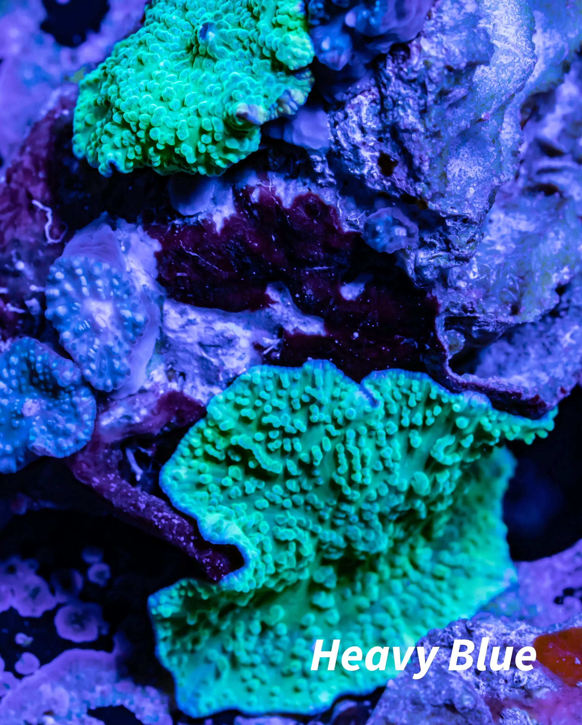 Corellamorph -  Mushroom Coral WYSIWYG Corellamorph -  Mushroom Coral WYSIWYG Animals & Pet Supplies Corellamorph -  Mushroom Coral WYSIWYG Zeo Box Reef