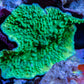 Corellamorph -  Mushroom Coral WYSIWYG Corellamorph -  Mushroom Coral WYSIWYG Animals & Pet Supplies Corellamorph -  Mushroom Coral WYSIWYG Zeo Box Reef