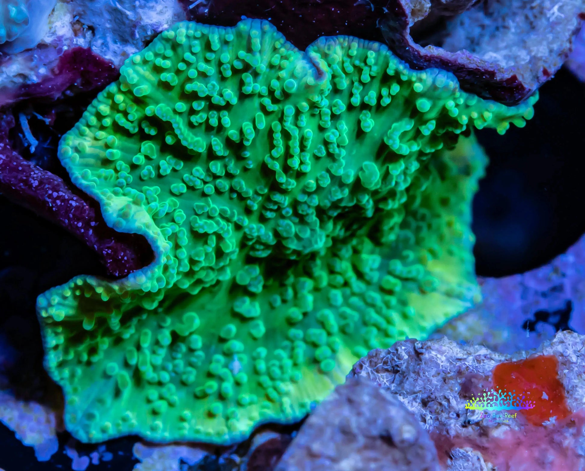 Corellamorph -  Mushroom Coral WYSIWYG Corellamorph -  Mushroom Coral WYSIWYG Animals & Pet Supplies Corellamorph -  Mushroom Coral WYSIWYG Zeo Box Reef