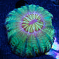 Cynaria Coral - LPS - WA Mini Cynaria 4cm WYSIWYG Cynaria Coral - LPS - WA Mini Cynaria 4cm WYSIWYG  Cynaria Coral - LPS - WA Mini Cynaria 4cm WYSIWYG Zeo Box Reef
