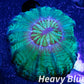 Cynaria Coral - LPS - WA Mini Cynaria 4cm WYSIWYG Cynaria Coral - LPS - WA Mini Cynaria 4cm WYSIWYG  Cynaria Coral - LPS - WA Mini Cynaria 4cm WYSIWYG Zeo Box Reef