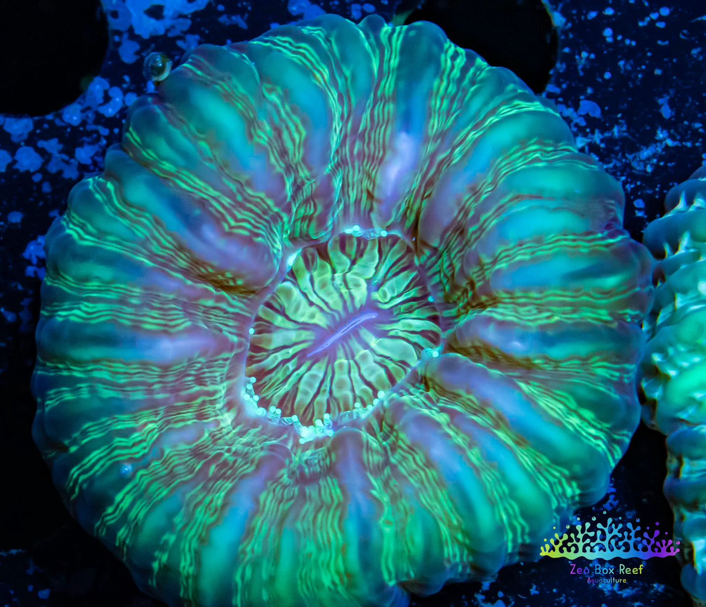 Cynarina Coral - LPS - WA Cynarina 4cm WYSIWYG Cynarina Coral - LPS - WA Cynarina 4cm WYSIWYG  Cynarina Coral - LPS - WA Cynarina 4cm WYSIWYG Zeo Box Reef