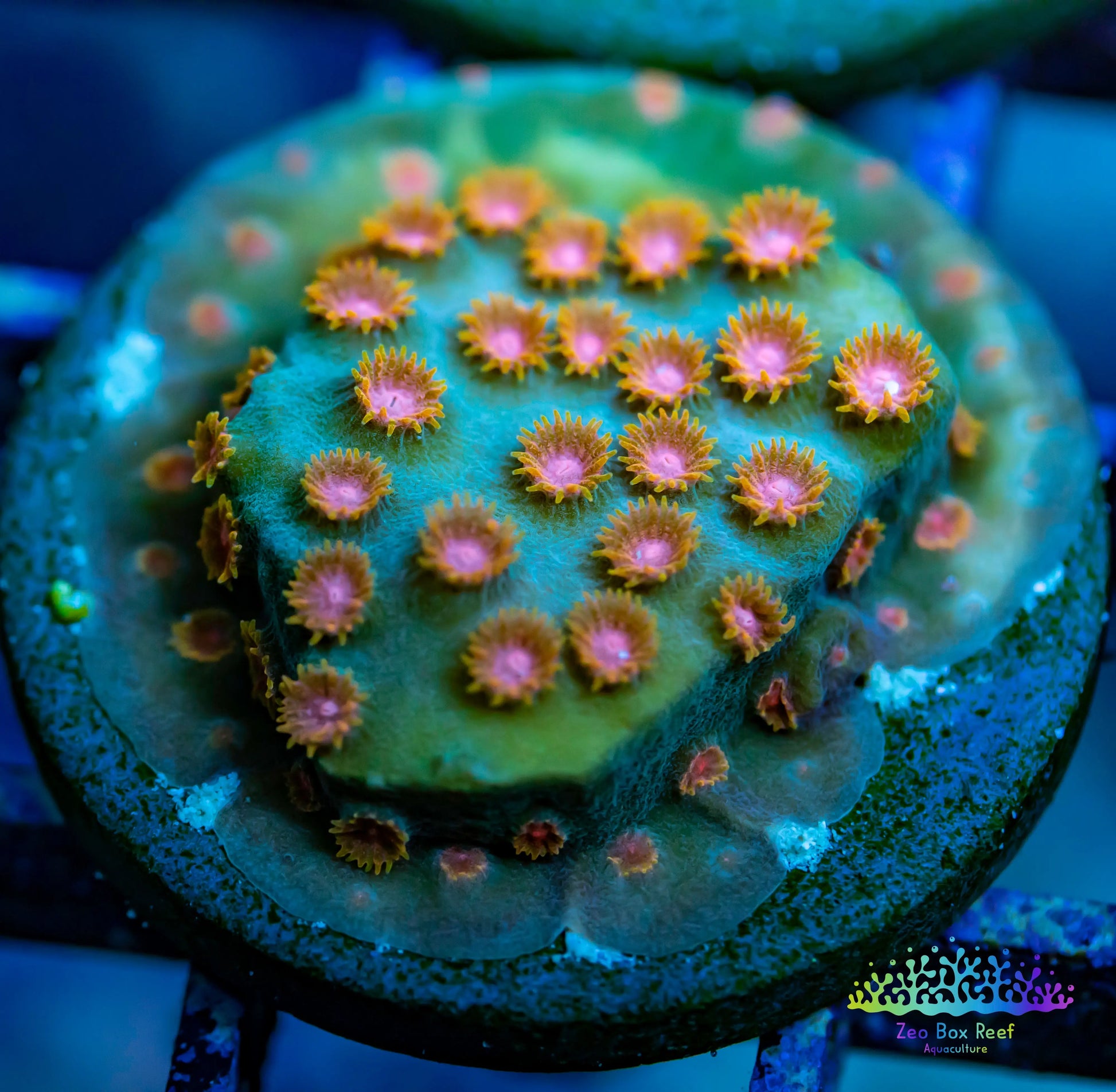 Cyphastrea - Frag WYSIWYG Cyphastrea - Frag WYSIWYG SPS Cyphastrea - Frag WYSIWYG Zeo Box Reef