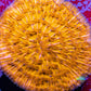 Disc Coral- Ultra Orange Fungia Coral  WYSIWYG Large 5cm Disc Coral- Ultra Orange Fungia Coral  WYSIWYG Large 5cm LPS Disc Coral- Ultra Orange Fungia Coral  WYSIWYG Large 5cm Zeo Box Reef