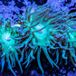 Duncanopsammia - Green Duncan Coral Colony 7cm Duncanopsammia - Green Duncan Coral Colony 7cm LPS Duncanopsammia - Green Duncan Coral Colony 7cm Zeo Box Reef