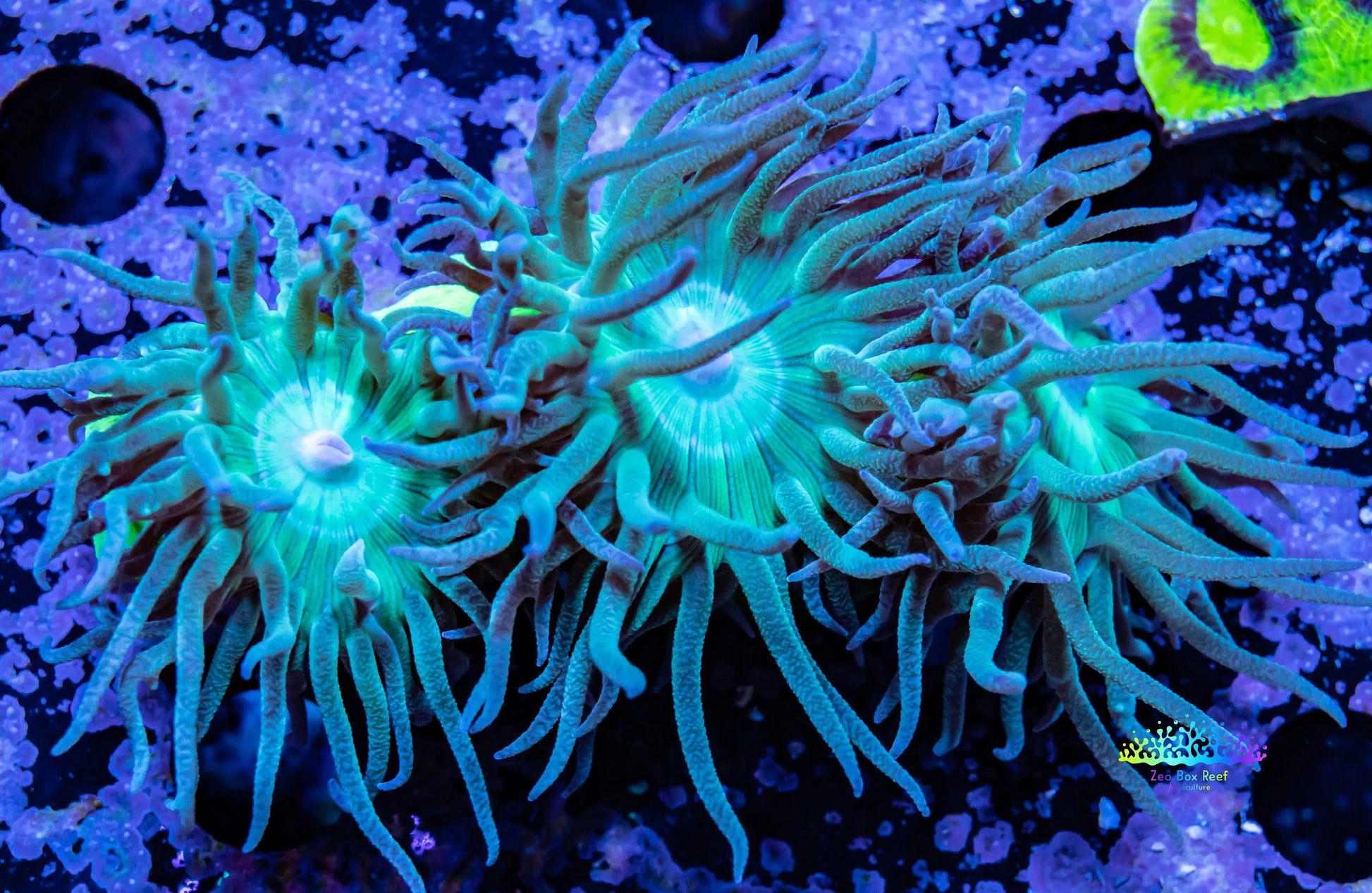 Duncanopsammia - Green Duncan Coral Colony 7cm Duncanopsammia - Green Duncan Coral Colony 7cm LPS Duncanopsammia - Green Duncan Coral Colony 7cm Zeo Box Reef