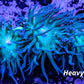 Duncanopsammia - Green Duncan Coral Colony 7cm Duncanopsammia - Green Duncan Coral Colony 7cm LPS Duncanopsammia - Green Duncan Coral Colony 7cm Zeo Box Reef
