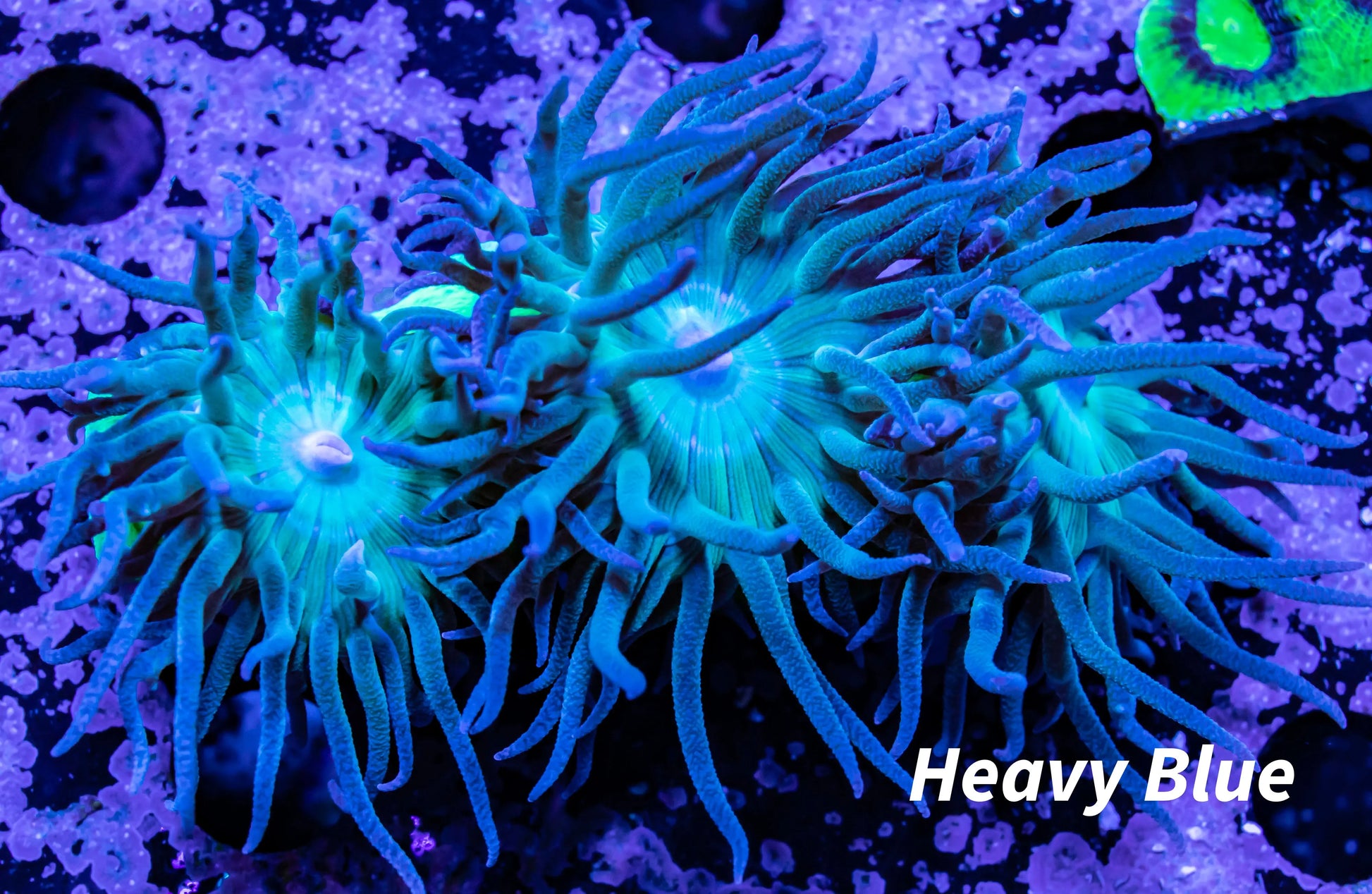 Duncanopsammia - Green Duncan Coral Colony 7cm Duncanopsammia - Green Duncan Coral Colony 7cm LPS Duncanopsammia - Green Duncan Coral Colony 7cm Zeo Box Reef