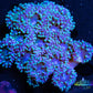 Duncanopsammia Coral- LPS- Duncan colony- Green Tips Duncanopsammia Coral- LPS- Duncan colony- Green Tips LPS Duncanopsammia Coral- LPS- Duncan colony- Green Tips Zeo Box Reef