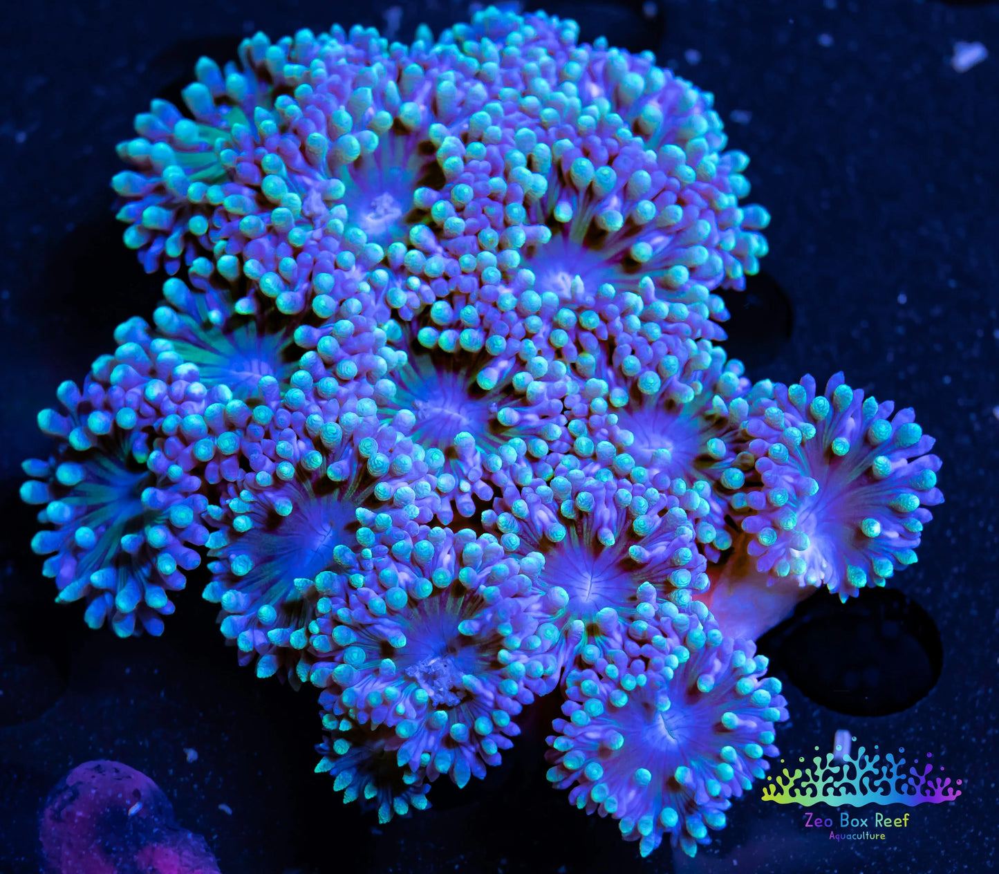 Duncanopsammia Coral- LPS- Duncan colony- Green Tips Duncanopsammia Coral- LPS- Duncan colony- Green Tips LPS Duncanopsammia Coral- LPS- Duncan colony- Green Tips Zeo Box Reef