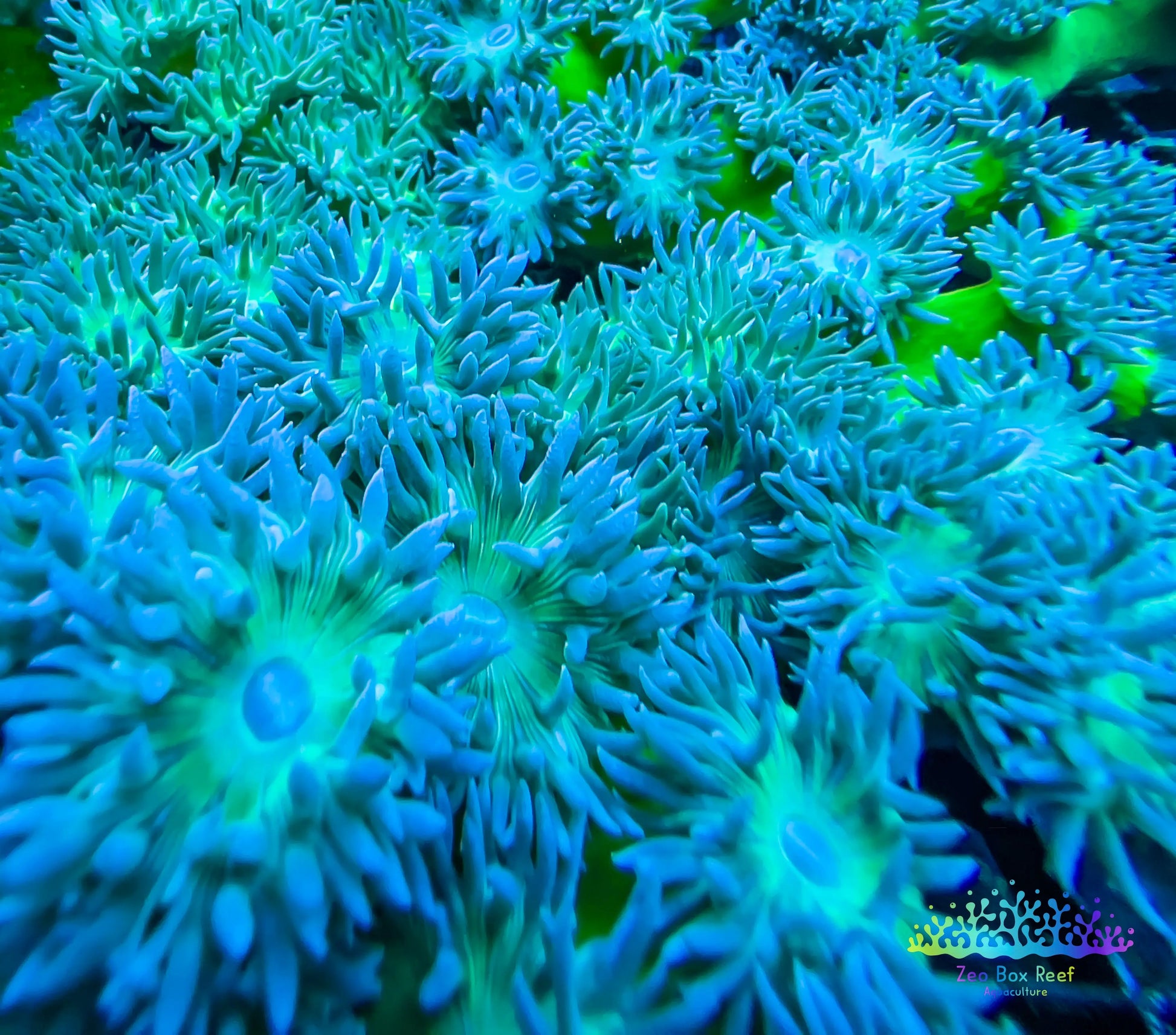 Duncanopsammia Coral- LPS- Green Duncan Colony 20 polyps Duncanopsammia Coral- LPS- Green Duncan Colony 20 polyps LPS Duncanopsammia Coral- LPS- Green Duncan Colony 20 polyps Zeo Box Reef