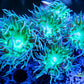 Duncanopsammia Coral- LPS- Green Duncan WYSIWYG 7cm Duncanopsammia Coral- LPS- Green Duncan WYSIWYG 7cm LPS Duncanopsammia Coral- LPS- Green Duncan WYSIWYG 7cm Zeo Box Reef