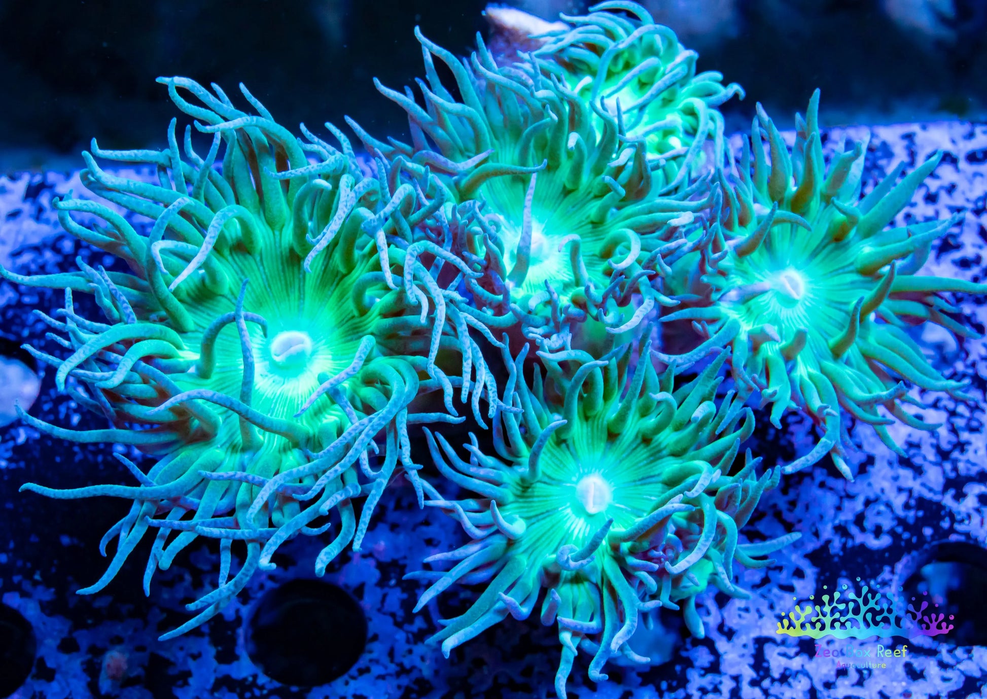 Duncanopsammia Coral- LPS- Green Duncan WYSIWYG 7cm Duncanopsammia Coral- LPS- Green Duncan WYSIWYG 7cm LPS Duncanopsammia Coral- LPS- Green Duncan WYSIWYG 7cm Zeo Box Reef