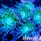 Duncanopsammia Coral- LPS- Green Duncan WYSIWYG 7cm Duncanopsammia Coral- LPS- Green Duncan WYSIWYG 7cm LPS Duncanopsammia Coral- LPS- Green Duncan WYSIWYG 7cm Zeo Box Reef