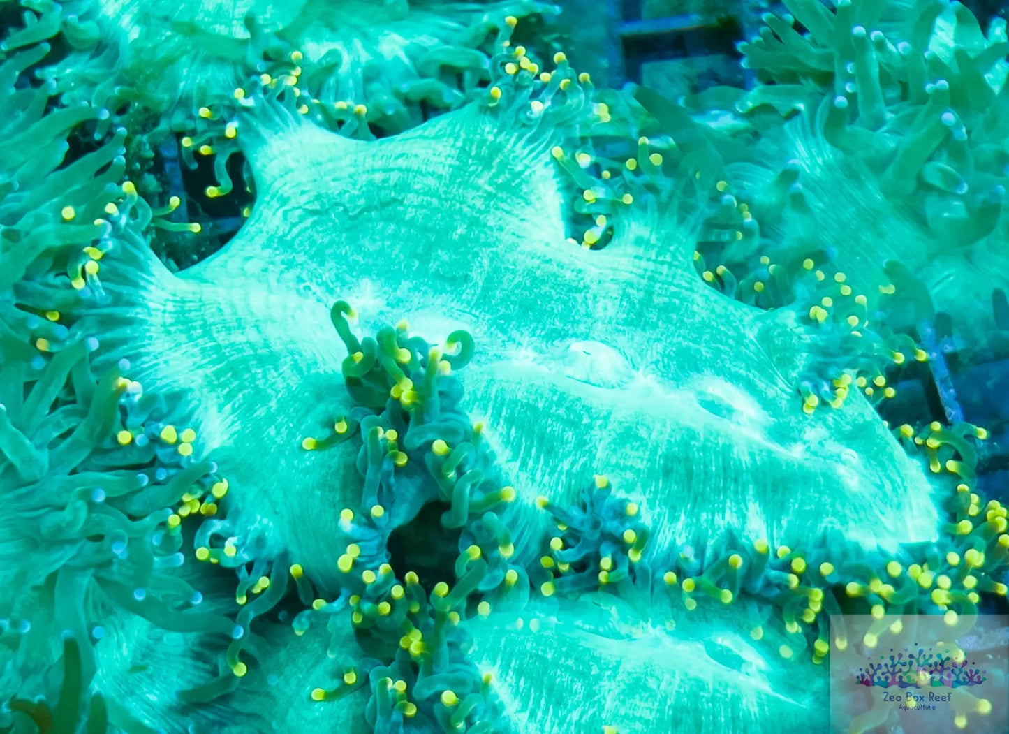 Elegance Coral- LPS- Gold Tip Elegance Coral Elegance Coral- LPS- Gold Tip Elegance Coral LPS Elegance Coral- LPS- Gold Tip Elegance Coral Zeo Box Reef