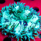 Elegance Coral- LPS- Purple Tip  QLD Elegance Coral 8cm Elegance Coral- LPS- Purple Tip  QLD Elegance Coral 8cm Aquarium Decor Elegance Coral- LPS- Purple Tip  QLD Elegance Coral 8cm Zeo Box Reef