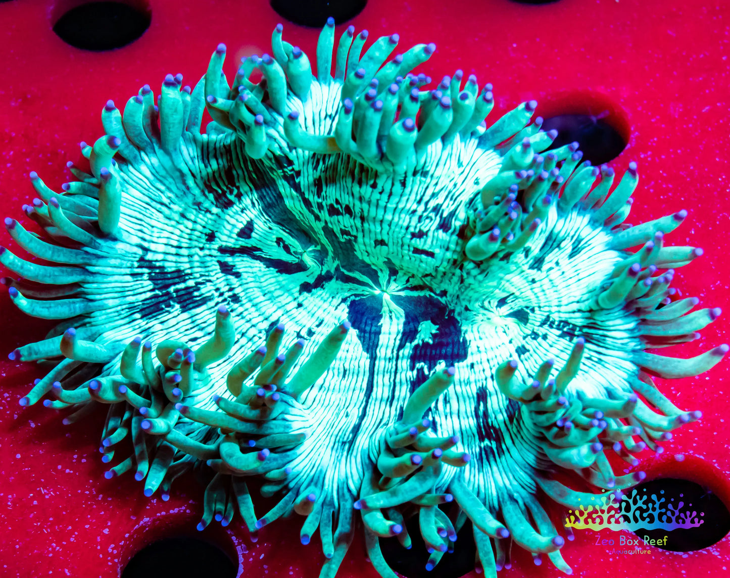 Elegance Coral- LPS- Purple Tip  QLD Elegance Coral 8cm Elegance Coral- LPS- Purple Tip  QLD Elegance Coral 8cm Aquarium Decor Elegance Coral- LPS- Purple Tip  QLD Elegance Coral 8cm Zeo Box Reef