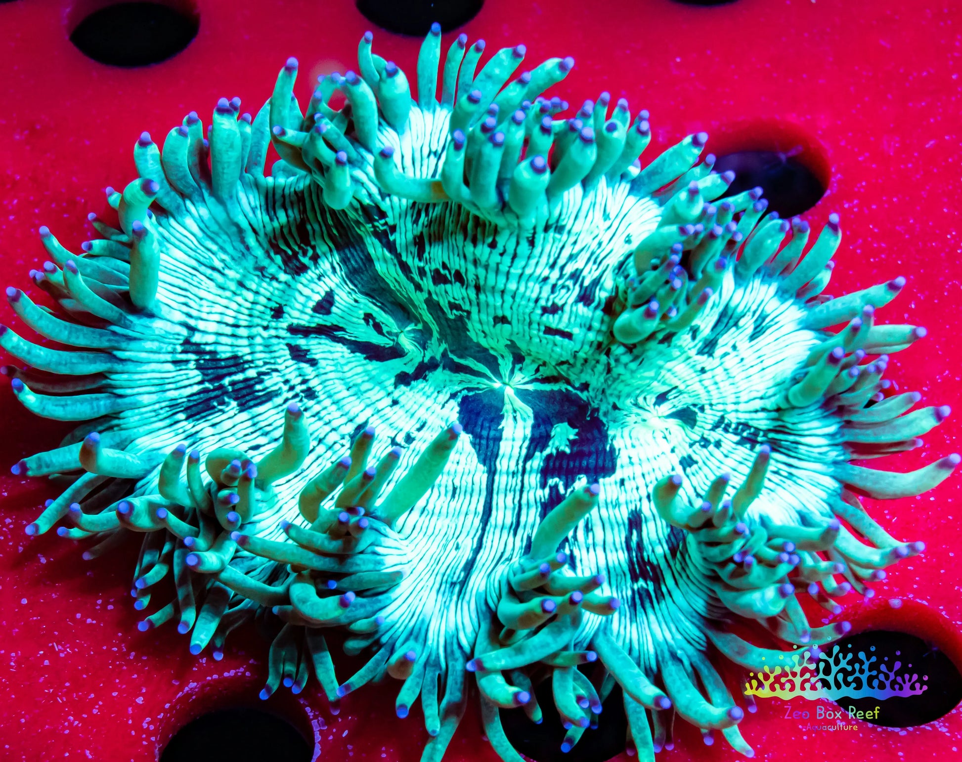 Elegance Coral- LPS- Purple Tip  QLD Elegance Coral 8cm Elegance Coral- LPS- Purple Tip  QLD Elegance Coral 8cm Aquarium Decor Elegance Coral- LPS- Purple Tip  QLD Elegance Coral 8cm Zeo Box Reef
