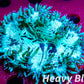 Elegance Coral- LPS- Purple Tip  QLD Elegance Coral 8cm Elegance Coral- LPS- Purple Tip  QLD Elegance Coral 8cm Aquarium Decor Elegance Coral- LPS- Purple Tip  QLD Elegance Coral 8cm Zeo Box Reef
