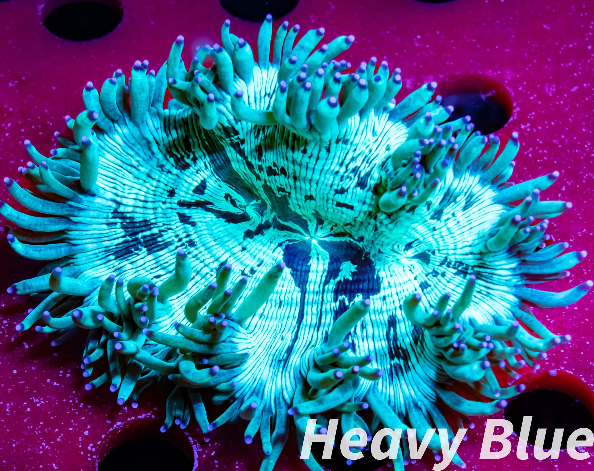 Elegance Coral- LPS- Purple Tip  QLD Elegance Coral 8cm Elegance Coral- LPS- Purple Tip  QLD Elegance Coral 8cm Aquarium Decor Elegance Coral- LPS- Purple Tip  QLD Elegance Coral 8cm Zeo Box Reef
