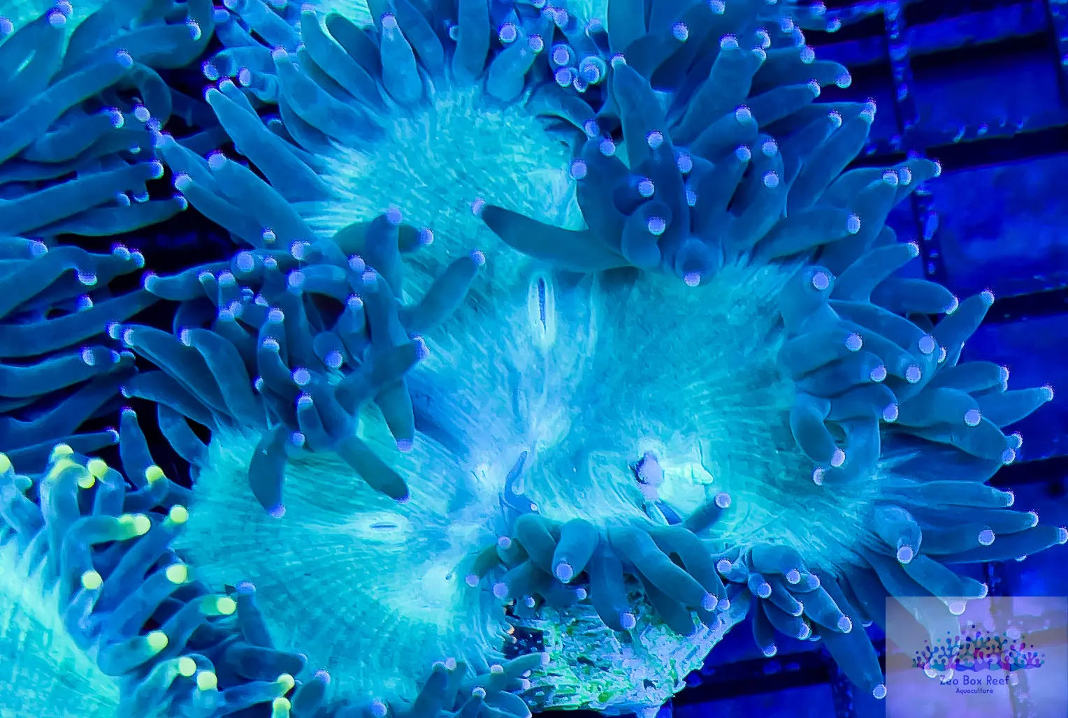 Elegance Coral- LPS- Purple Tip Elegance Coral Live Sale Elegance Coral- LPS- Purple Tip Elegance Coral Live Sale  Elegance Coral- LPS- Purple Tip Elegance Coral Live Sale Zeo Box Reef